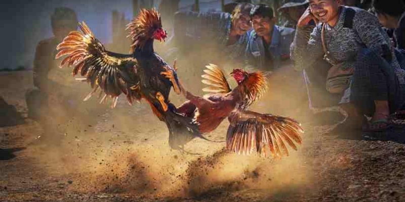 Nhiều tỷ lệ kèo trả thưởng lớn